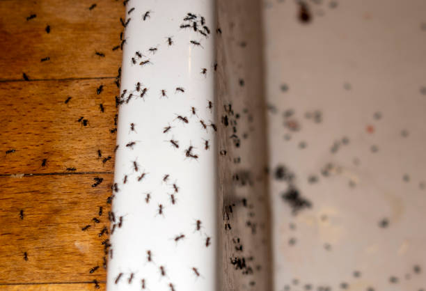 Best Pest Removal Services  in Red Bluff, CA