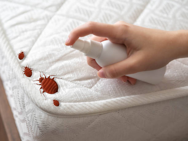 Best Spider Control Near Me  in Red Bluff, CA
