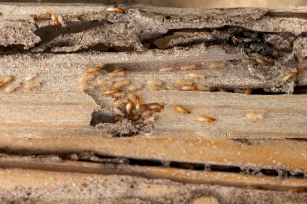 Best Pest Prevention Services  in Red Bluff, CA